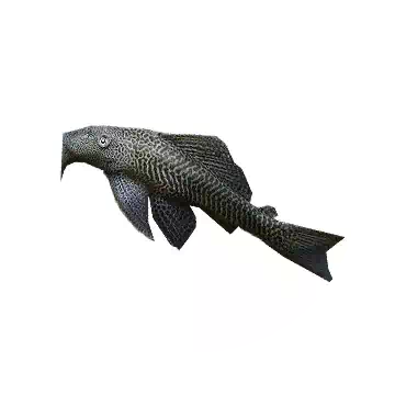 Common Pleco