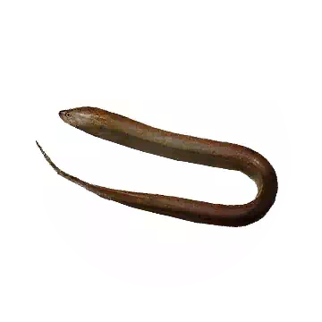 Swamp Eel