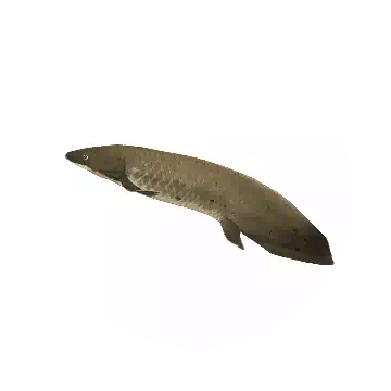 Lungfish
