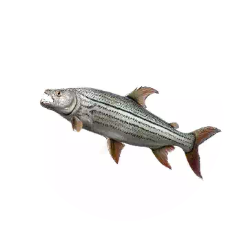 Goliath Tigerfish