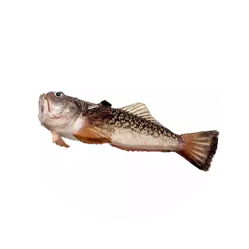 Lavascale Stargazer