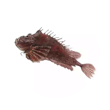 Devil Stinger