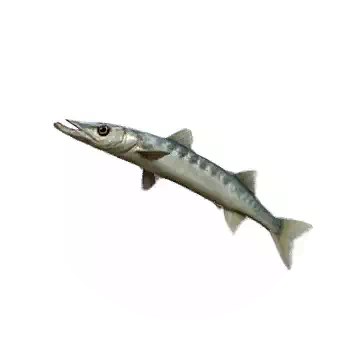 Obtuse Barracuda