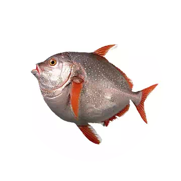 Opah