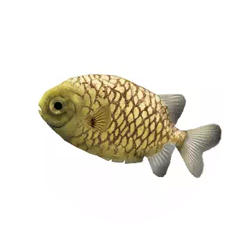 Pinecone Fish