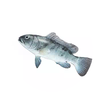 White Grouper