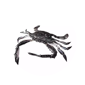 Black Eye Crab