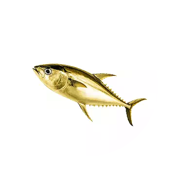 Golden Albacore
