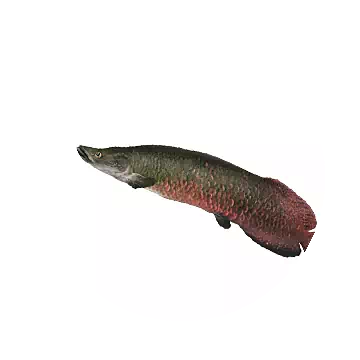 Pirarucu