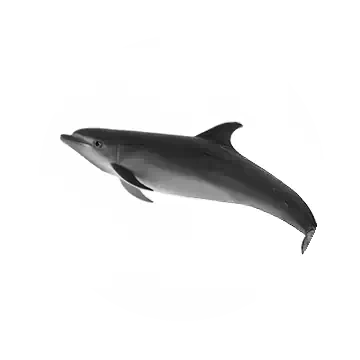 Black Spotted Dolphin