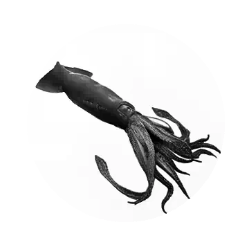 Giant Black Squid