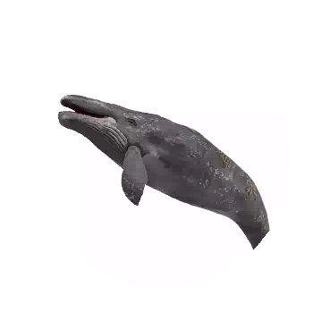 Ghost Whale