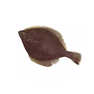 Yellowfin Sole