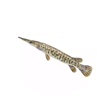 Edania Gar