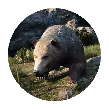 Bear