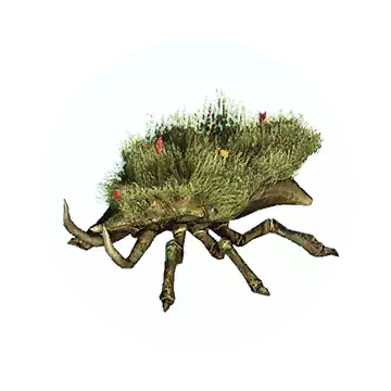 Grass Beetle