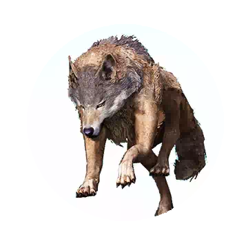 Wolf