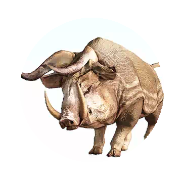 Boar