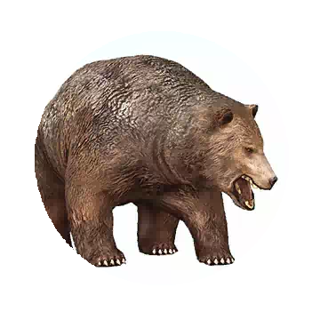 Balenos Bear