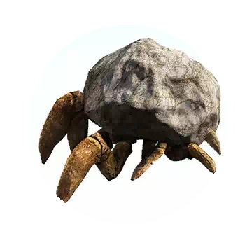 Plain Stoneback Crab