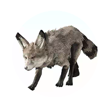 Gray Fox