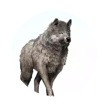 Gray Wolf