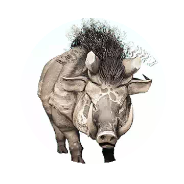 Gray Boar