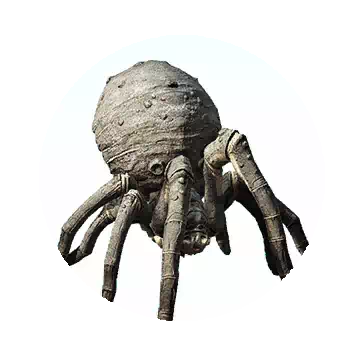 Spider