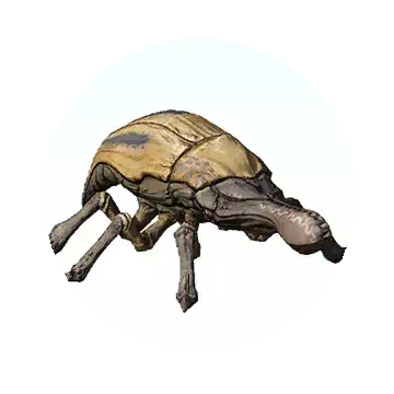 Beetle