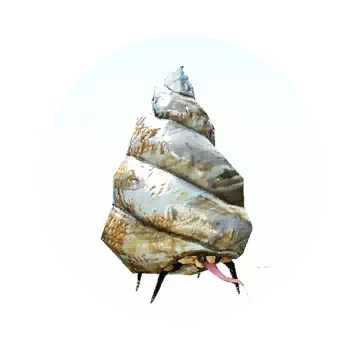 Conch-Parasitic Bee