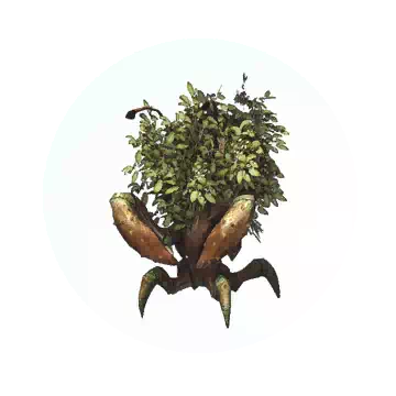 Swamp Hermit Crab