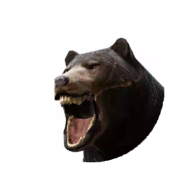 Serendia Bear