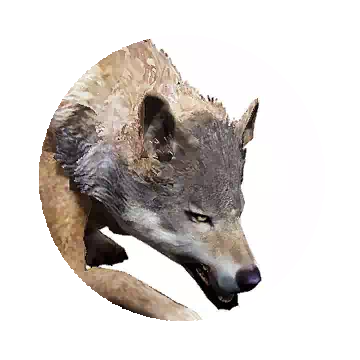 Serendia Wolf