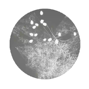 Cobweb