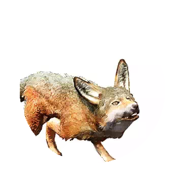Rainbow Fox