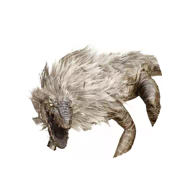 Iguana