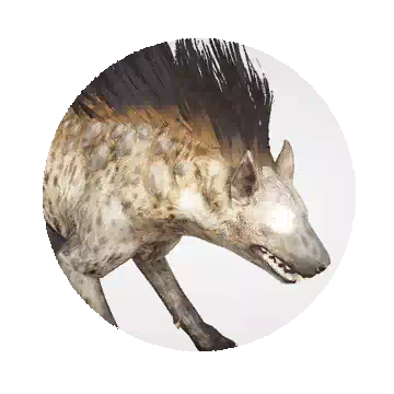 Spotted Hyena