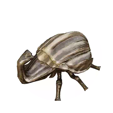 Calpheon Beetle