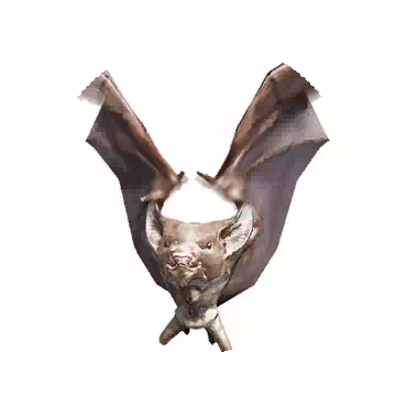 Bat