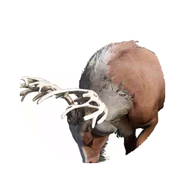 Elk