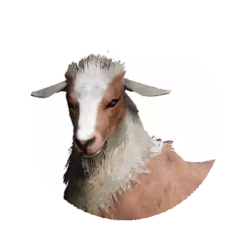 Female Elk