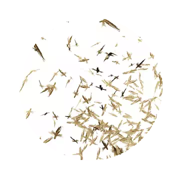 Locust Swarm