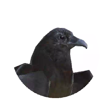 Crow