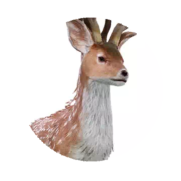 Spotted Deer