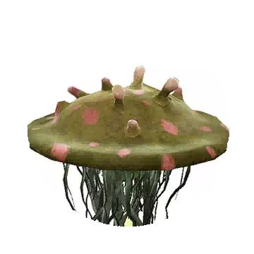 Jellyfish
