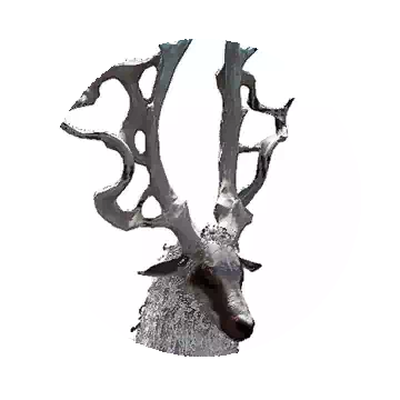 Buck