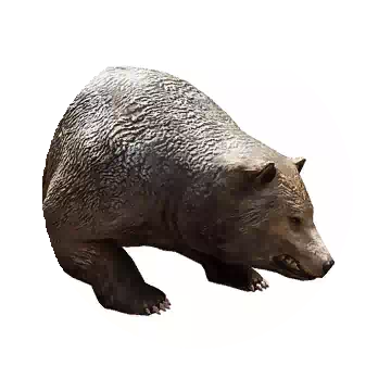 Red Bear