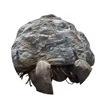 Queen Stoneback Crab