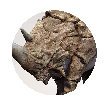 Stone Rhino