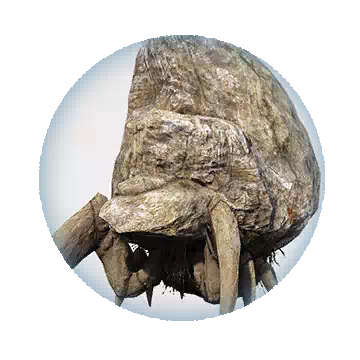 High Head Stoneback Crab